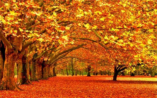 Autumn Desktop Wallpaper: 25 Scenic Pictures of Fall