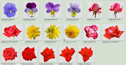 Flower PNG Files: 1K+ Free Transparent Flower Images