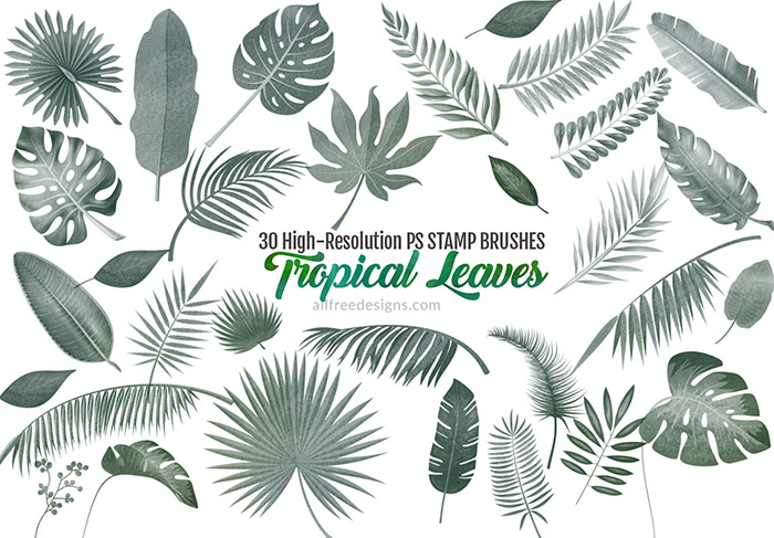 Tropical Leaves Brushes 30 Varieties For Summer Designs 6096