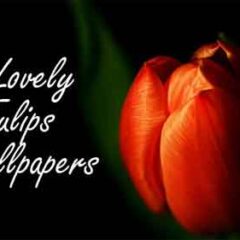 20 High-Definition Tulip Wallpapers