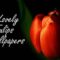 20 High-Definition Tulip Wallpapers