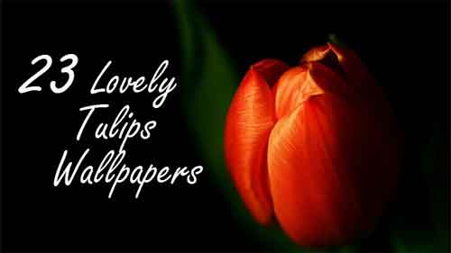 tulip wallpapers