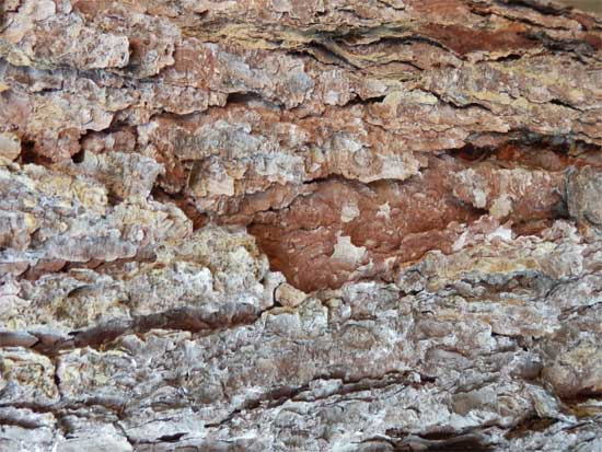 tree bark textures