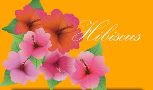 hibiscus clip art
