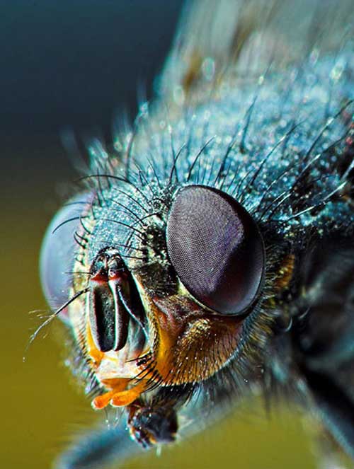  Macro Photography Ideas  30 Amazing Examples for Inspiration