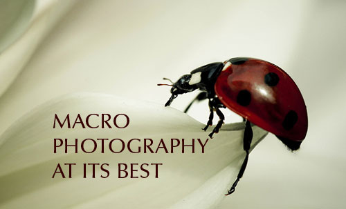 macro photography ideas