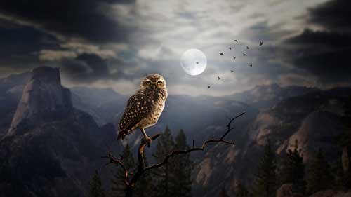 halloween wallpaper owl