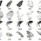 400+ Wings Clip Art Brushes for Photoshop