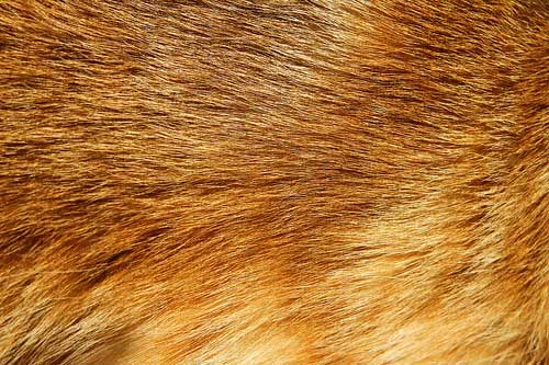 Fur Textures: 175 Free High-Res Animal Skins