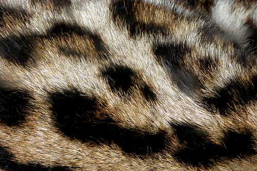 Fur Textures 175 Free High Res Animal Skins Images, Photos, Reviews