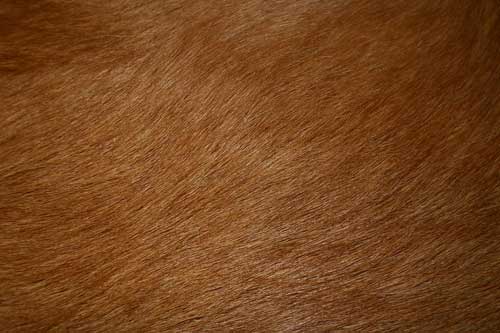 Fur Textures: 175 Free High-Res Animal Skins