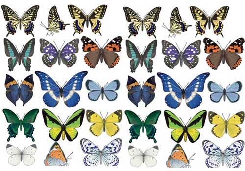Butterfly Clip Art: 56 Vector Graphics for Nature and Spring Designs