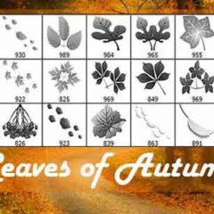 20 Leaf Clip Art Brushes for Fall-Themed Designs