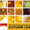 22 Leaf  Backgrounds for Your Fall Projects