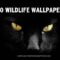 40 High-Definition Wildlife Wallpapers for Your Desktop