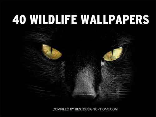 wildlife wallpapers