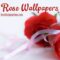 30 Beautiful Rose Wallpapers for Your Desktop