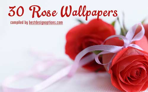 rose wallpapers
