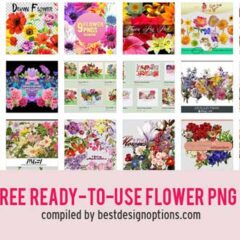 1K+ Free Transparent Flower PNG Files for Spring and Summer