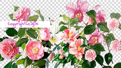 Flower PNG Files: 1K+ Free Transparent Flower Images