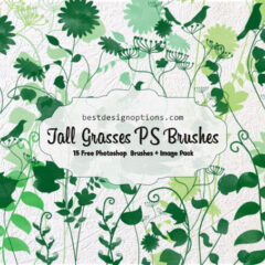15 Tall Grass Clip Art PNG and Photoshop Brushes