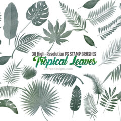 30 Tropical Leaves Brushes for Summer Designs