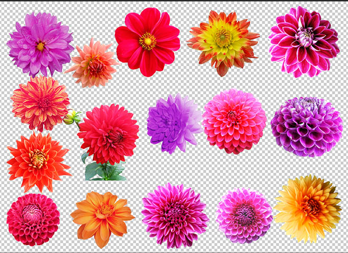 dahlia flower clip art