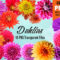 Dahlia Flower Clip Art: 16 Free  High-Resolution Transparent PNG Files