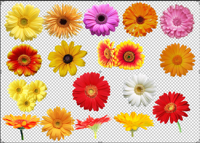 daisy flower clip art