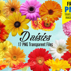 17 Free Daisy Flower Clip Art Transparent Images in PNG Format