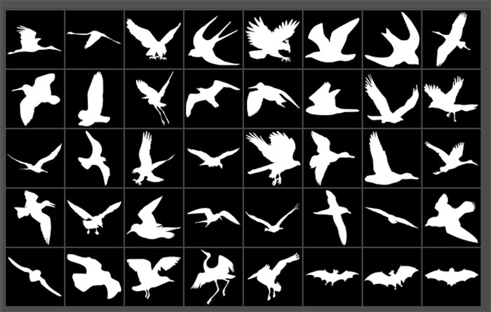 flying bird silhouettes