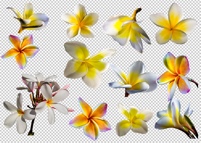 frangipani flower clip art