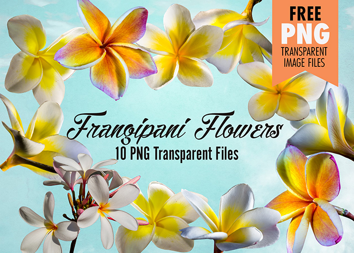 clipart frangipani