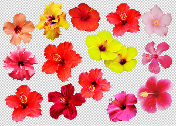 hibiscus flower clip art
