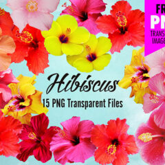 Hibiscus Flower Clip Art: Pack of 15 Transparent PNG Image Files