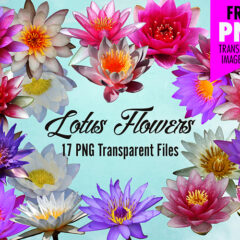 Lotus Flower Clip Art: 17 Transparent PNG Images to Download Free
