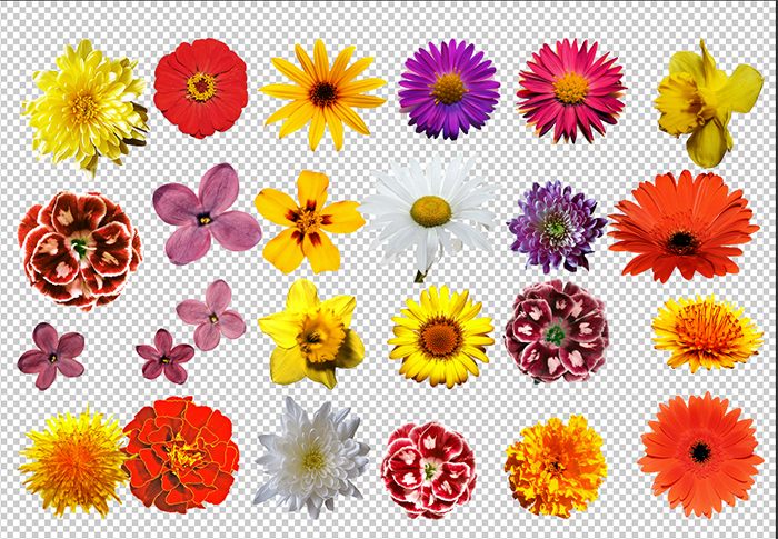 chrysanthemum flower clip art