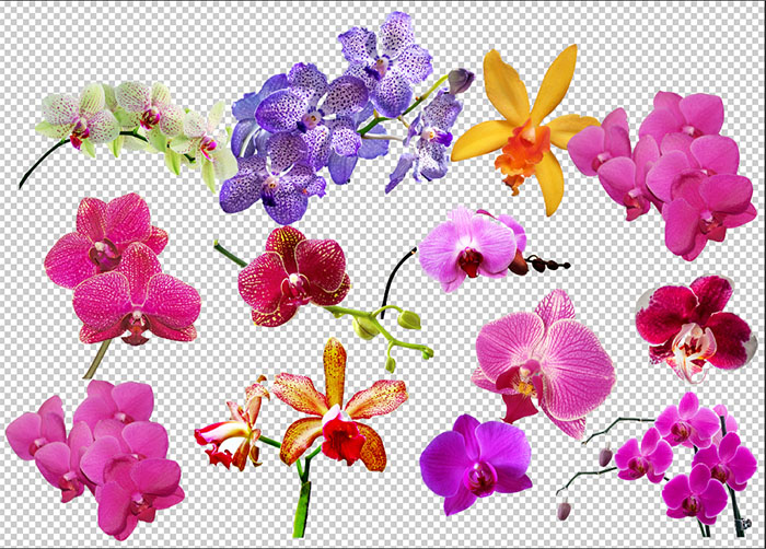 orchid flower clip art