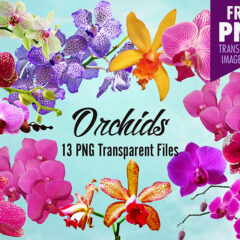 Orchid Flower Clip Art: 13 Transparent PNG Files to Download Free