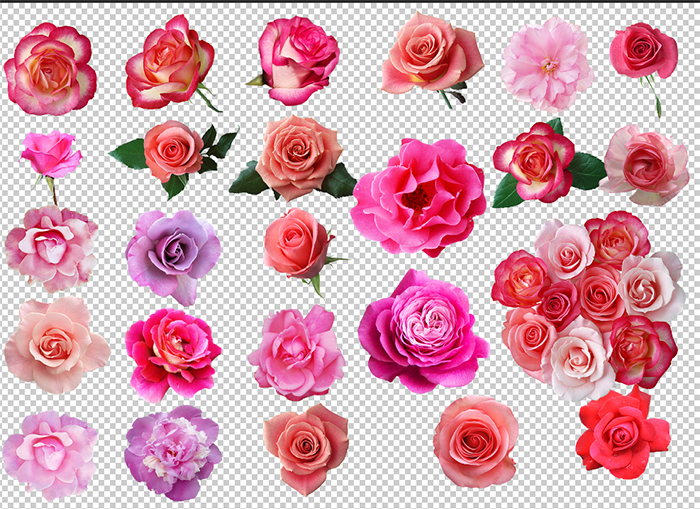 pink rose clip art