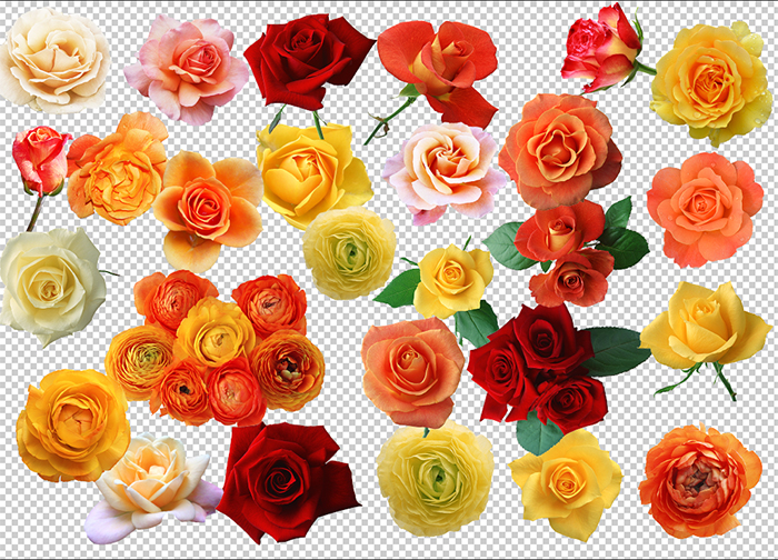 rose flower clip art