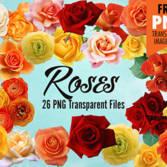 26 Lovely Rose Flower Clip Art with Transparent Background