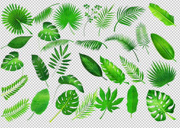 tropical leaves clip art