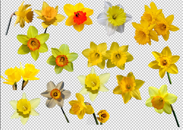 yellow flower clip art