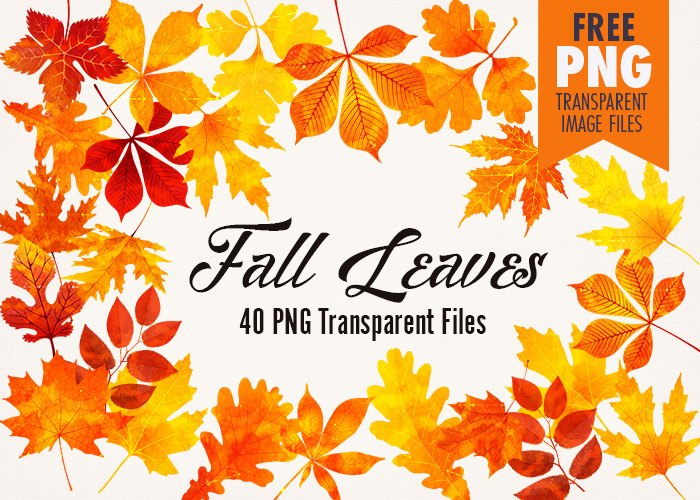 Watercolor Fall Leaves Clip Art: 40 PNG Transparent Images